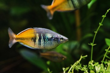 calm and tranquil adult Boeseman's rainbowfish, Melanotaenia boesemani, endemic of Ayamaru lakes, Indonesia, popular aquarium trade species in freshwater nature aquarium, dark background