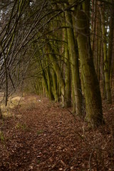 The line of the deciduous forest. An ideal place for game.