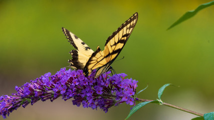 Tiger Swallowtail Butterfly on Purple Flower Blooms