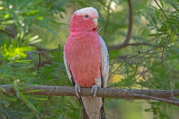 Red galah