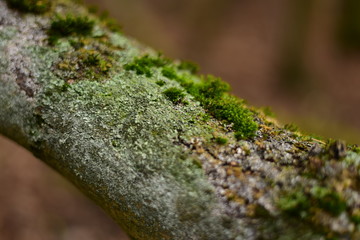 Moss grows on a branch.