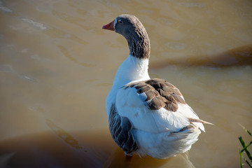 Pato de Muscovy