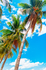 Palm on the beach. Sea landscape