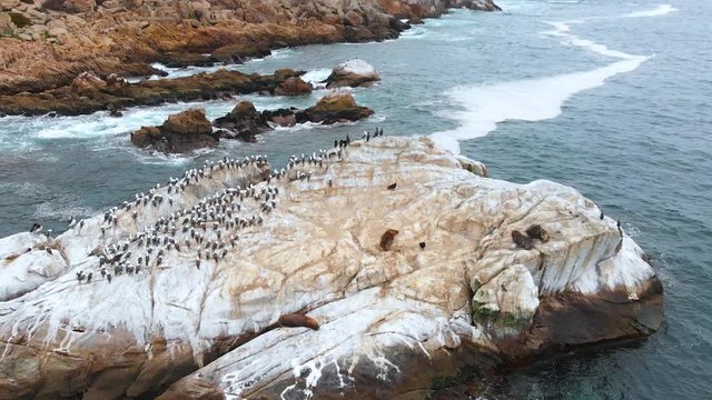 Island Pacific Ocean, Birds, Seals, Fort Lambert, Cliffs (Coquimbo, Chile)