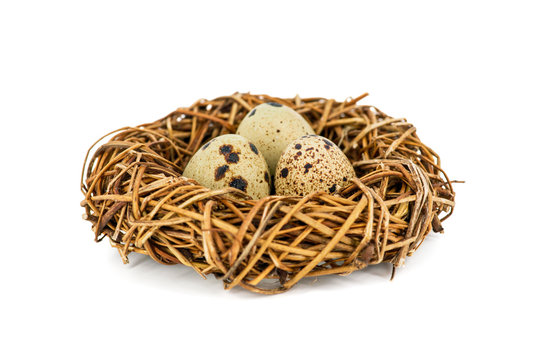 Quail eggs in a nest isolated over white background. Bird?s nest with tiny eggs