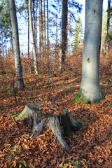 wooden stub in autumn forest