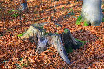 wooden stump in beech forest