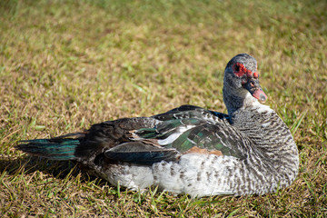 Pato de Muscovy