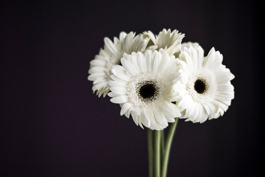 Bouquet of white gerbera daisies on a black background