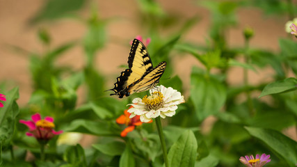 Tiger Swallowtail Butterfly on Flower Blossoms