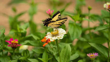 Tiger Swallowtail Butterfly on Flower Blossoms