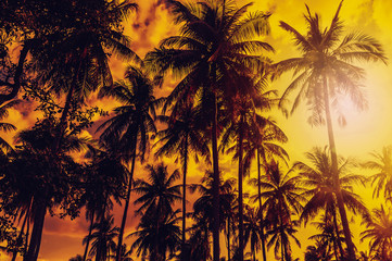 Naklejka na ściany i meble sunset in the jungle