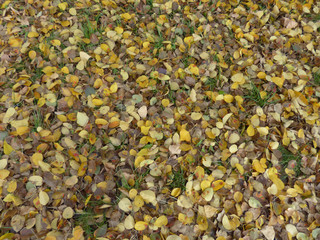 autumn leaves on the ground