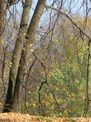 tree in autumn