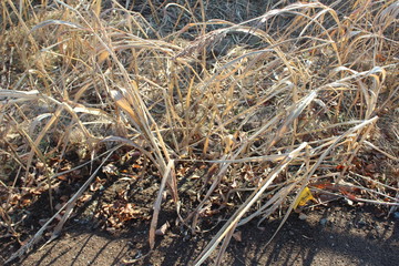 closeup of dry grass