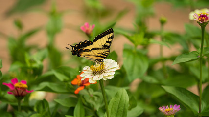 Tiger Swallowtail Butterfly on Flower Blossoms