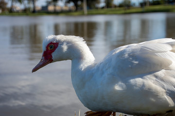 Obraz premium Pato de Muscovy