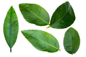 Fototapeta premium fresh green lime leaves in isolated white background with clipping path