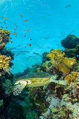 green turtle feeding on a reef in the Red Sea