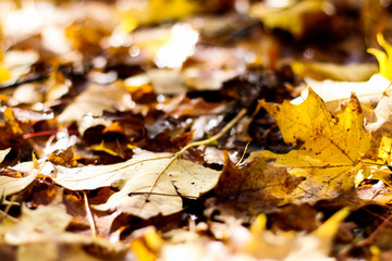 autumn leaves on ground