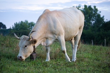A cow grazing in a green meadow, Cantabria, Spain