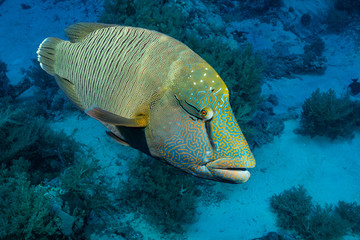 humphead wrasse or napoleon fish on a reef - obrazy, fototapety, plakaty