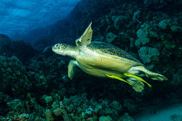 Fototapeta premium green turtle feeding on a reef in the Red Sea