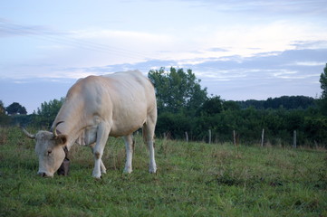 A cow grazing in a green meadow, Cantabria, Spain
