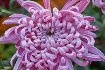Chrysanthemum grandiflorum Ramat. 