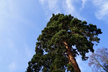 Mammutbaum unter blauem Himmel