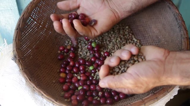 Close up of farmer hands picking organic coffee beans and fresh red fruits in straw basket. Concept of agriculture, harvest, work, farm, health, healthy drink, environment, nature and ecology.