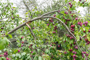Prunus spinosa berries on branch. Broken off under weight of berries branch. large amounts of plums...