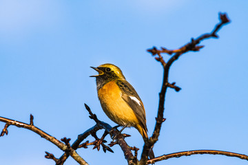 鳴いている日本で冬鳥のジョウビタキ