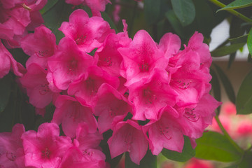 Obraz premium 2019-05 14 Red Rhododendron in the Morning Fog