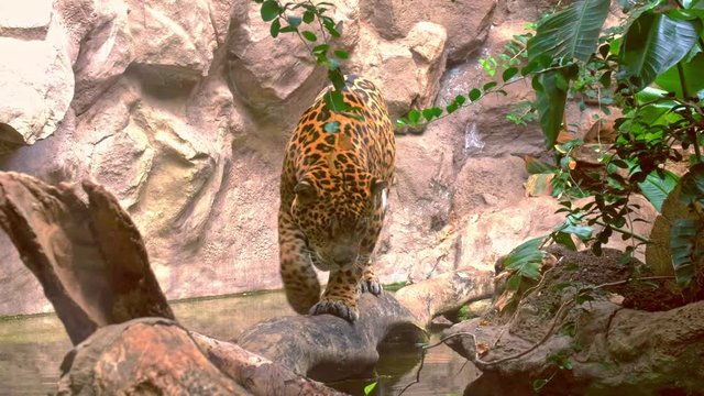 Ein Jaguar l&auml;uft direkt auf uns zu, Nahaufnahme.