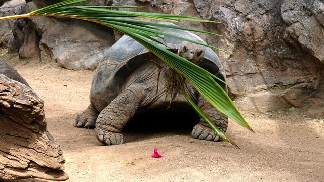Eine gro&szlig;e, alte Landschildkr&ouml;te frisst von einem Palmenblatt. 