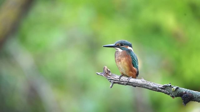 Kingfisher or Alcedo atthis perches on branch