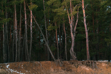Warm light over pine forest
