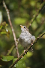 bird