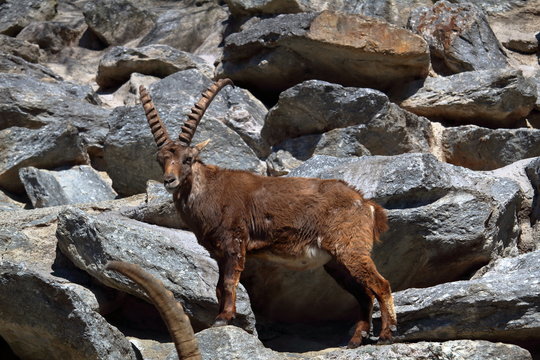 Stambecco