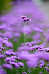 サンジャクバーベナ