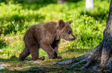 Brown bear cub in the summer forest. Scientific name: Ursus arctos. Natural Green Background. Natural habitat. Summer season