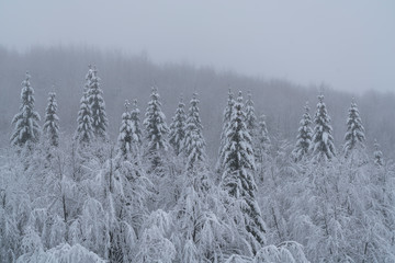 Top of trees in the mist