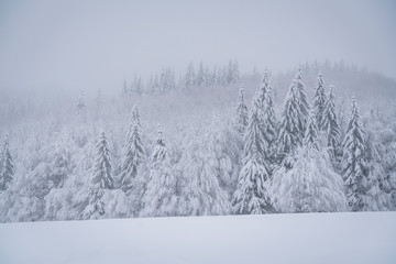 Top of trees in the mist