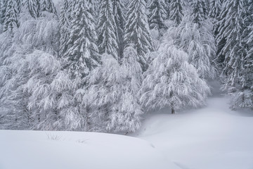 A beautiful scene of winter in the Carpathian Mountains