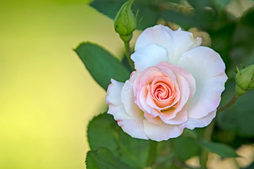 pink rose