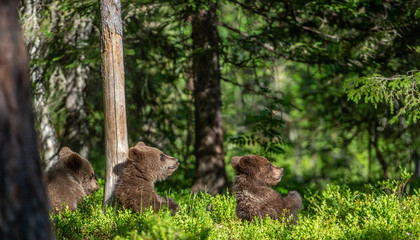 Cubs of Brown bear  in the summer forest. Green natural background. Natural habitat. Scientific name: Ursus Arctos.