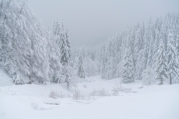 Fototapeta premium A beautiful scene of winter in the Carpathian Mountains