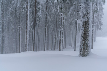 A frozen forest deep into the Carpathian Mountains