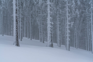 A frozen forest deep into the Carpathian Mountains